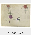 PK1889_um3.jpg