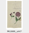 PK1889_um7.jpg