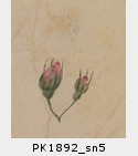PK1892_sn5.jpg