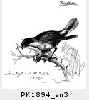 PK1894_sn3.jpg