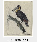 PK1895_sn1.jpg