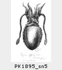 PK1895_sn5.jpg