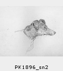 PK1896_sn2.jpg