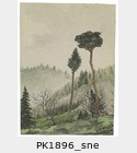 PK1896_sne.jpg