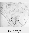PK1907_7.jpg