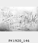 PK1920_146.jpg