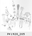 PK1920_205.jpg