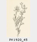 PK1920_45.jpg