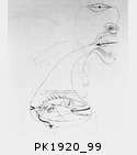 PK1920_99.jpg
