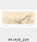 PK1925_229.jpg