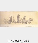 1927_186
