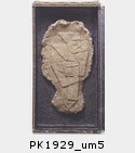 1929_um5