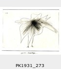 PK1931_273.jpg