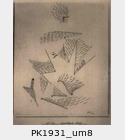 PK1931_um8.jpg