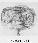 PK1934_171.jpg