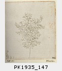 PK1935_147.jpg